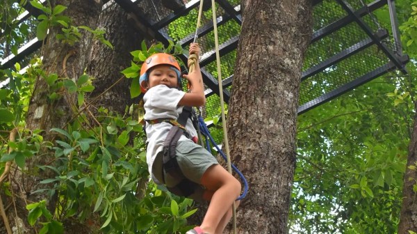 Child in helmet climbing tree with harness near platform in green forest.